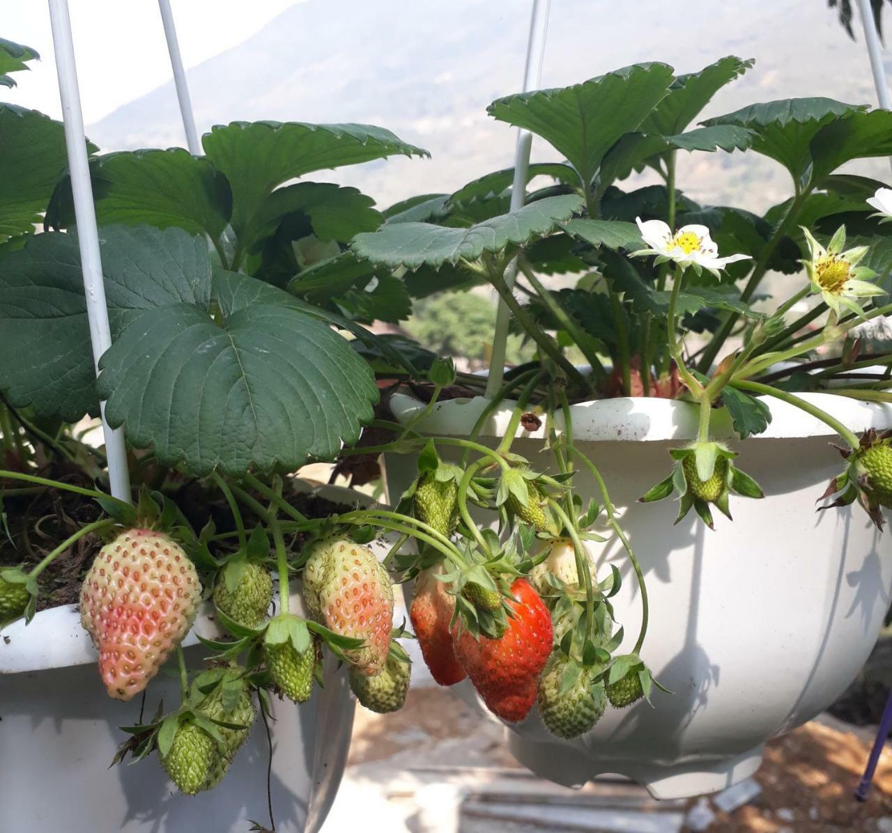 Organic Farm Homestay Sapa Bagian luar foto